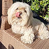 dog, fluffy, tongue_out, rattan_chair, outdoor, greenery, pet, cute, fur, animal, relaxed, sitting, sunlight, nature, portrait, small_dog, licking, whiskers, furniture, daylight