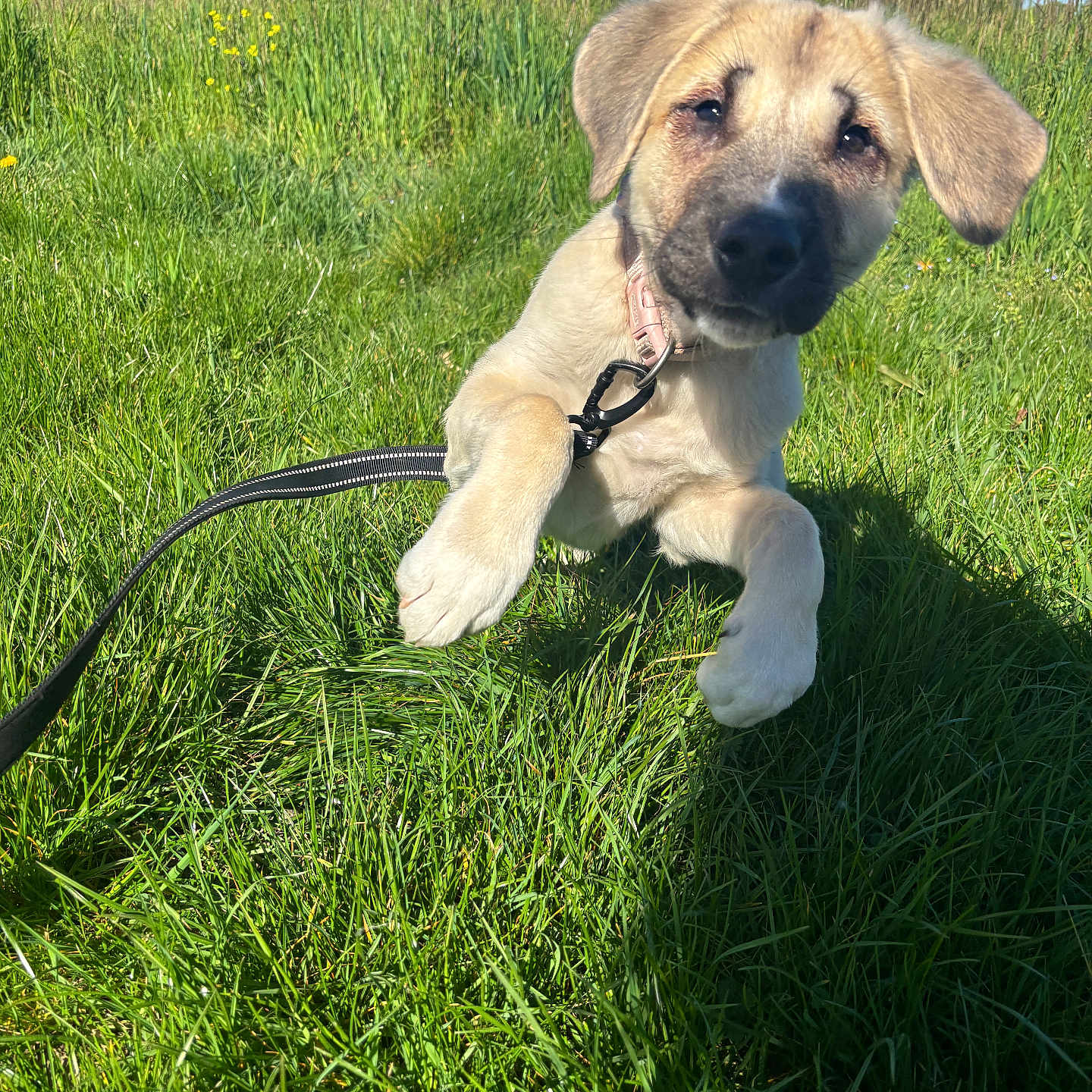 Albertine a rejoint le concours — aidez-le/la à gagner de superbes lots ! puppy, dog, grass, leash, outdoor, sunny, field, nature, playful, young, animal, collar, pet, greenery, blue_sky, summer, cute, mammal, fur, daylight