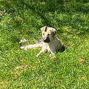 Albertine participe au concours pour gagner de l'argent avec cette photo : dog, grass, outdoor, sunlight, animal, pet, nature, canine, relaxed, lawn, greenery, daytime, mammal, resting, summer, playful, young_dog, sunny, field, peaceful