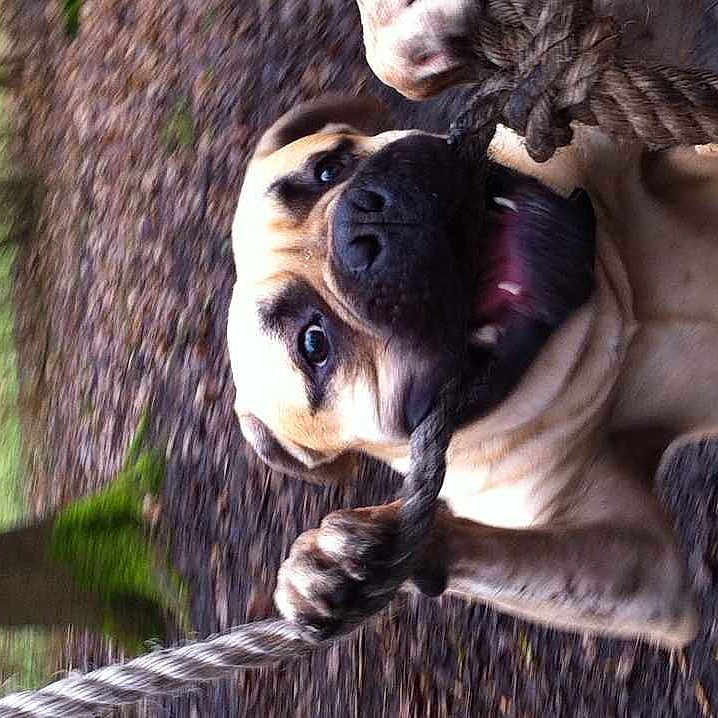 Sirus is registered to the contest to win money with this photo: