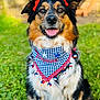 dog, happy, bandana, red_bow, grass, outdoor, closeup, portrait, fur, tricolor, smiling, tongue_out, accessory, pet, domestic_animal, blurred_background, fence, gingham, pom_pom, eyes