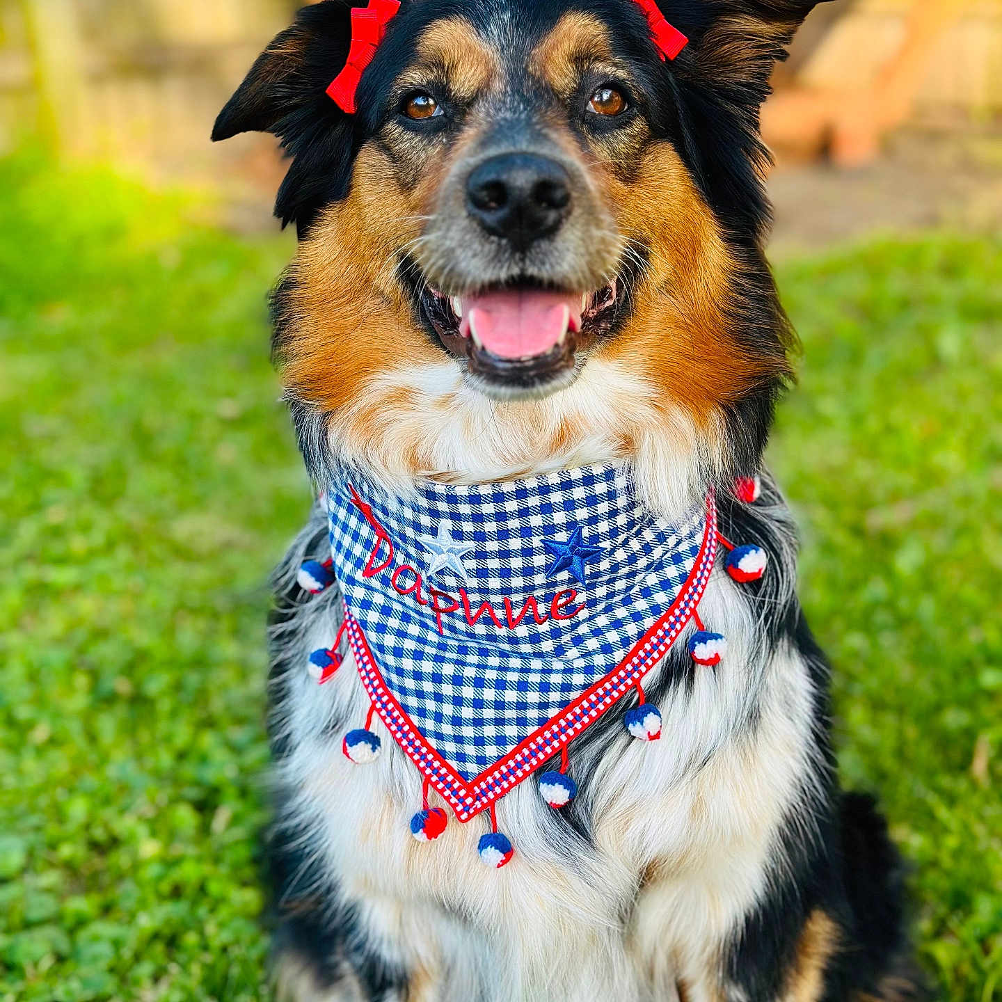 Daphne joined the competition — help win amazing prizes! accessory, bandana, blurred_background, closeup, dog, domestic_animal, eyes, fence, fur, gingham, grass, happy, outdoor, pet, pom_pom, portrait, red_bow, smiling, tongue_out, tricolor
