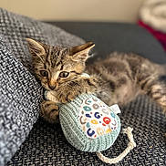 Bonnie participe au concours pour gagner de l'argent avec cette photo : kitten, cat, tabby, feline, pet, animal, indoors, sofa, couch, toy, knitted_toy, colorful, cozy, sleeping, relaxed, cute, whiskers, ears, fur, portrait