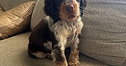 Cache is registered to the contest to win money with this photo: animal, brown, canine, couch, cushion, cute, dog, domestic_animal, fluffy, fur, home, indoor, pet, portrait, puppy, sitting, soft_light, white, window_blinds, young