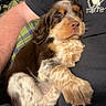 Cache is registered to the contest to win money with this photo: animal, arm, black_shirt, brown, comfort, cozy, cute, dog, fur, indoor, napping, person, pet, plaid_blanket, puppy, resting, sleeping, spotted, white, young