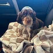 Cache joined the competition — help win amazing prizes! animal, blanket, brown, car_interior, checkered_pattern, companion, cozy, cute, dog, fur, indoors, looking, pet, portrait, puppy, seat, soft_texture, travel, white, young_animal