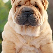 Arès participe au concours pour gagner de l'argent avec cette photo : adorable, animal, brown, calm, close_up, cute, dog, face, fluffy, fur, nature, outdoor, pet, portrait, puppy, shar_pei, sitting, soft, wrinkles, young