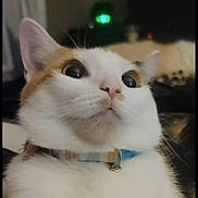 Arizona is registered to the contest to win money with this photo: cat, cat_face, feline, white_fur, orange_patch, collar, bell, surprised_expression, big_eyes, whiskers, close_up, portrait, indoor, pet, domestic_animal, looking_up, nose, ears, soft_lighting, background_device