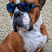 Cookie a rejoint le concours — aidez-le/la à gagner de superbes lots ! dog, sunglasses, brown, white, pet, mammal, closeup, portrait, outdoor, cool, fashion, animal, furry, face, texture, expression, looking_away, sitting, short_hair, companion