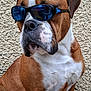 dog, sunglasses, brown, white, pet, mammal, closeup, portrait, outdoor, cool, fashion, animal, furry, face, texture, expression, looking_away, sitting, short_hair, companion