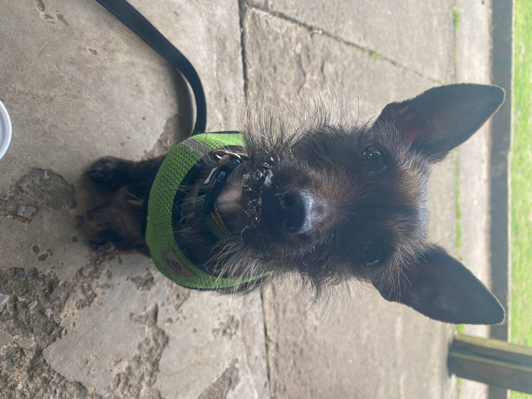 Rosie is registered to the contest to win money with this photo: black_cat, canidae, carnivore, cat, collar, companion_dog, dog_breed, domestic_short_haired_cat, felidae, fur, grass, paw, pet_supply, road_surface, small_to_medium_sized_cats, snout, sporting_group, tail, whiskers, working_animal