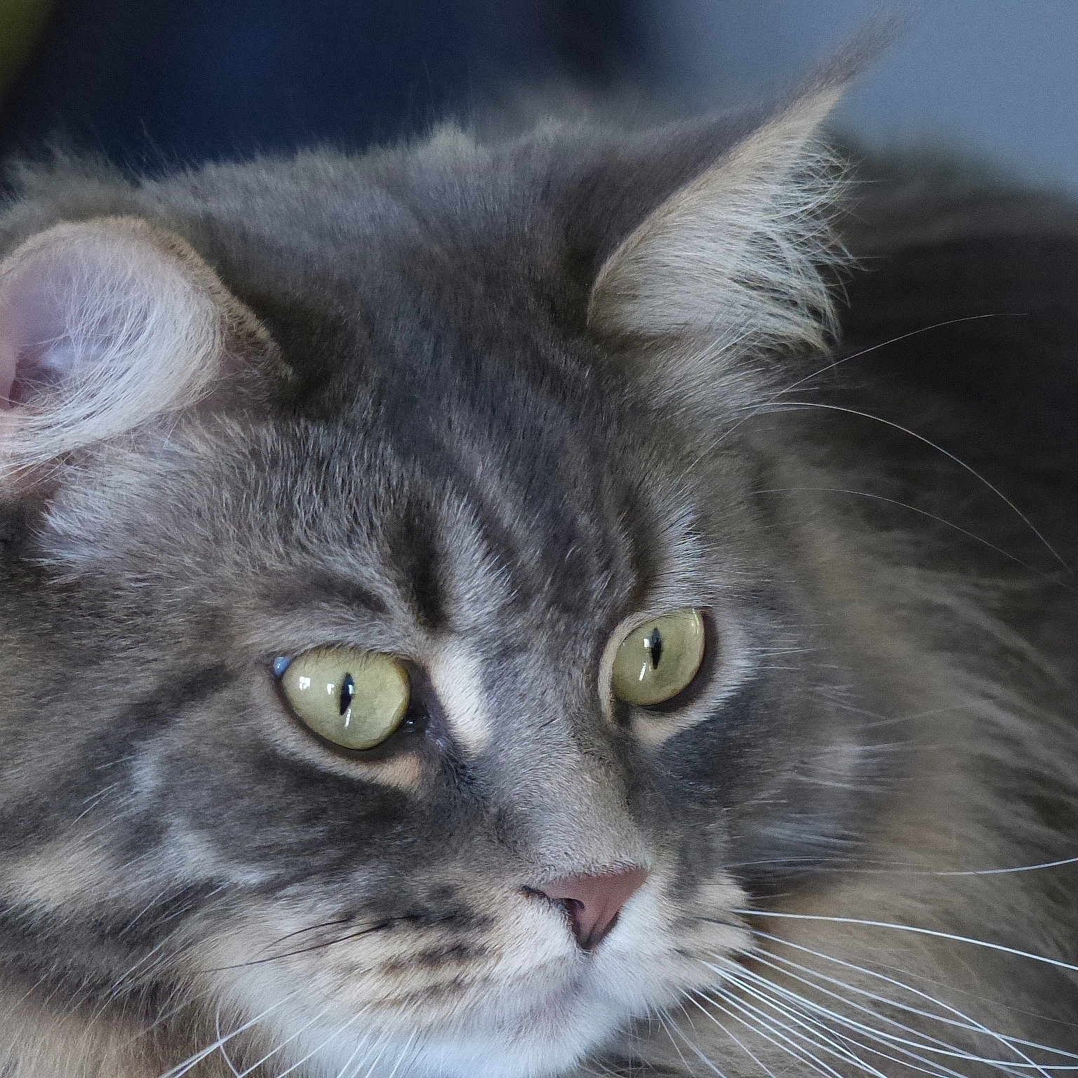 Marvel a rejoint le concours — aidez-le/la à gagner de superbes lots ! american_curl, asian_semi_longhair, british_longhair, british_semi_longhair, carnivore, cat, close_up, domestic_long_haired_cat, eye, felidae, fur, maine_coon, mammal, nebelung, norwegian_forest_cat, siberian, small_to_medium_sized_cats, snout, vertebrate, whiskers