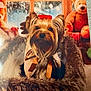 dog, yorkshire_terrier, red_bow, ribbon, basket, fur_lining, window, snow, teddy_bear, plush_toy, holiday, christmas, decorations, indoor, pet, cute, furry, animal, portrait, cozy