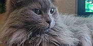 Sage joined the competition — help win amazing prizes! animal, cat, closeup, cute, domestic_cat, ears, feline, fluffy_fur, gray_cat, indoor, looking_away, pet, pikachu, plush, portrait, relaxed, soft_fur, wall, whiskers, wooden_surface