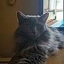 Sage is registered to the contest to win money with this photo: animal, calm, cat, close_up, computer_screen, decoration, eyes, feline, fluffy, fur, gray_cat, indoor, paw, pet, pikachu, portrait, relaxed, table, wall, wooden_surface