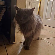Sage is registered to the contest to win money with this photo: animal, cabinet, cat, curious, dim_light, door, ears, feline, floor, fluffy, fur, gray_cat, home, indoor, mammal, pet, shadow, tile_floor, walking, whiskers