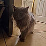 animal, cabinet, cat, curious, dim_light, door, ears, feline, floor, fluffy, fur, gray_cat, home, indoor, mammal, pet, shadow, tile_floor, walking, whiskers