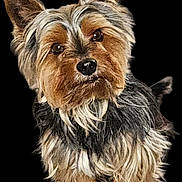 Nioky participe au concours pour gagner de l'argent avec cette photo : adorable, animal, black_background, brown, canine, curious, cute, dog, domestic_animal, ears, fluffy, friendly, fur, pet, pet_portrait, portrait, puppy, small_dog, standing, yorkshire_terrier