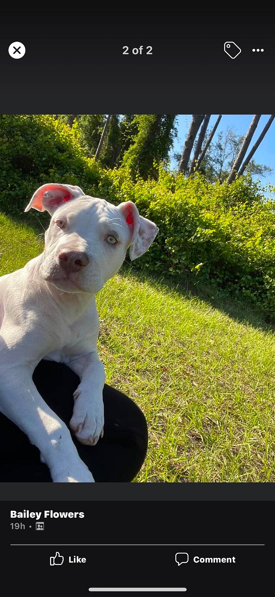 Jules is registered to the contest to win money with this photo: canidae, carnivore, collar, companion_dog, dog, dog_breed, dog_collar, dogo_guatemalteco, fawn, grass, grassland, lawn, plant, sky, snout, sporting_group, tail, terrier, tree, working_animal