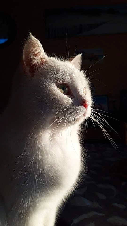 Eliote a rejoint le concours — aidez-le/la à gagner de superbes lots ! carnivore, cat, darkness, domestic_short_haired_cat, felidae, fur, paw, small_to_medium_sized_cats, snout, tail, terrestrial_animal, whiskers