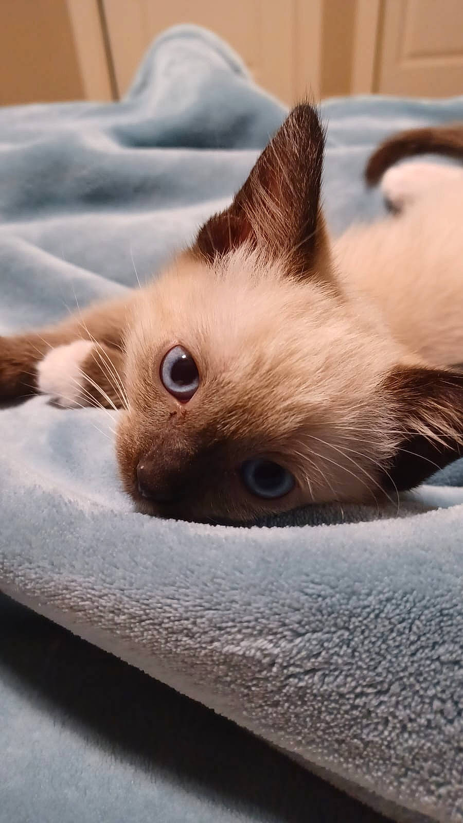 Benito is registered to the contest to win money with this photo: balinese, birman, carnivore, cat, comfort, domestic_short_haired_cat, fawn, felidae, fur, paw, siamese, small_to_medium_sized_cats, snout, thai, whiskers, wood