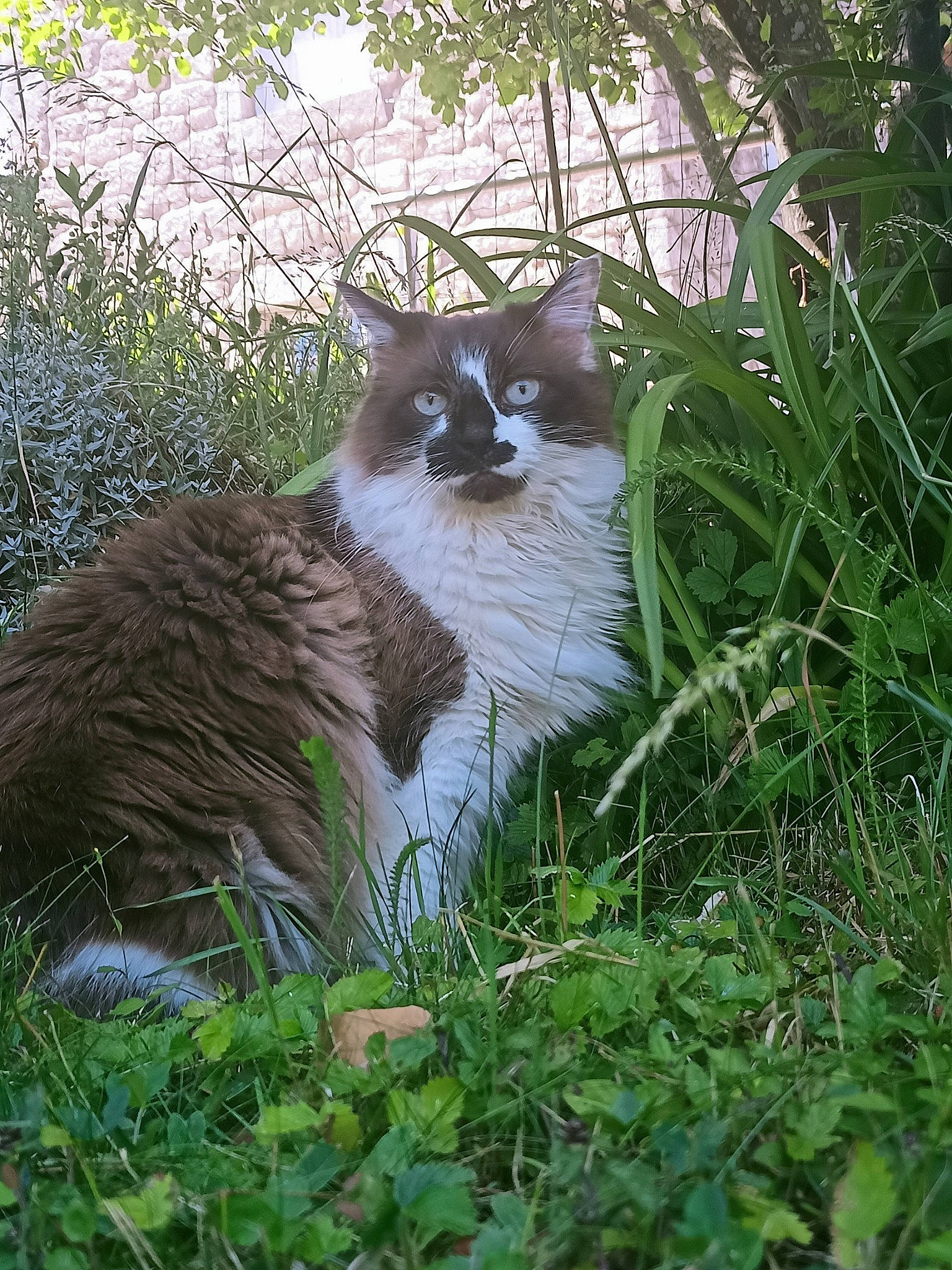 Jazz a rejoint le concours — aidez-le/la à gagner de superbes lots ! botany, carnivore, cat, domestic_short_haired_cat, fawn, felidae, fur, grass, groundcover, herb, herbaceous_plant, plant, shrub, small_to_medium_sized_cats, snout, tail, terrestrial_animal, tree, whiskers, wildlife