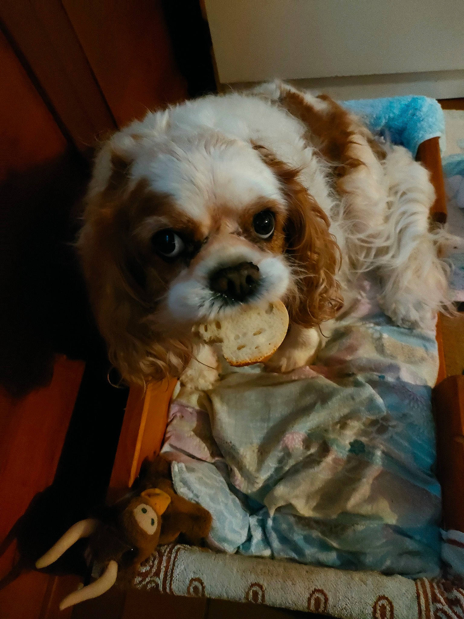 Iris participe au concours pour gagner de l'argent avec cette photo : canidae, carnivore, companion_dog, dog, dog_breed, fawn, fur, hardwood, liver, non_sporting_group, pekingese, snout, spaniel, sporting_group, terrestrial_animal, tibetan_spaniel, toy_dog, whiskers, wood, working_animal