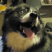 Beans joined the competition — help win amazing prizes! dog, indoor, panting, tongue, fur, pet, animal, happy, chair, air_conditioner, background, furniture, black_and_white, close_up, household, canine, living_room, domestic, cute, companion