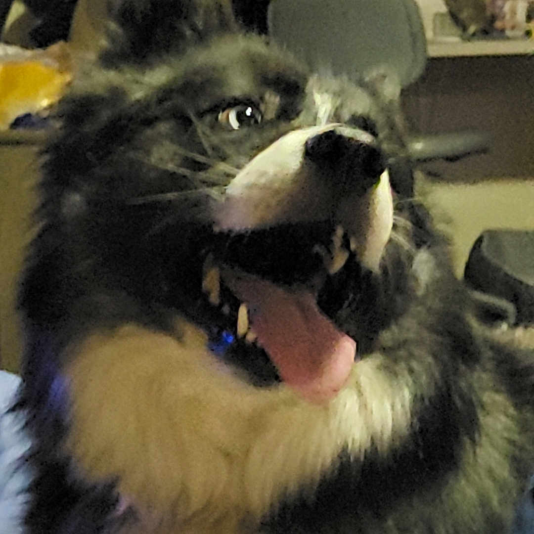 Beans joined the competition — help win amazing prizes! air_conditioner, animal, background, black_and_white, canine, chair, close_up, companion, cute, dog, domestic, fur, furniture, happy, household, indoor, living_room, panting, pet, tongue