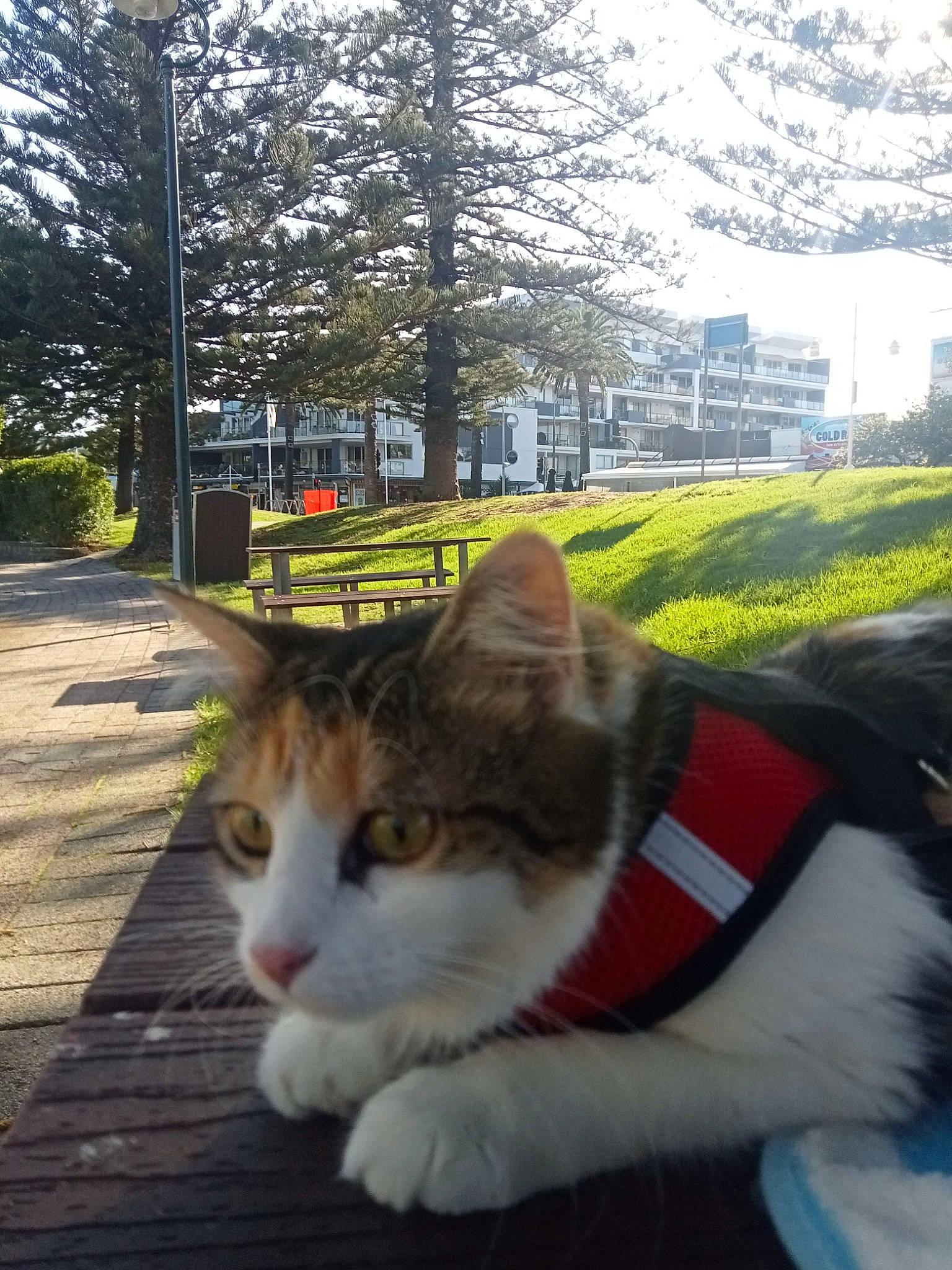 Muffin is registered to the contest to win money with this photo: building, carnivore, cat, city, domestic_short_haired_cat, felidae, fur, grass, leisure, plant, recreation, sitting, sky, small_to_medium_sized_cats, spring, sunlight, tail, tree, whiskers, wood