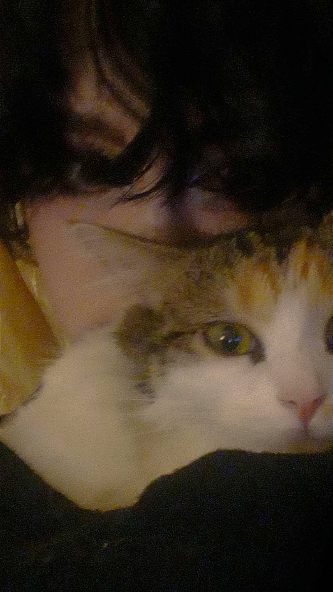 Muffin is registered to the contest to win money with this photo: carnivore, cat, comfort, domestic_short_haired_cat, ear, eyelash, felidae, fur, hair, iris, nose, small_to_medium_sized_cats, snout, whiskers