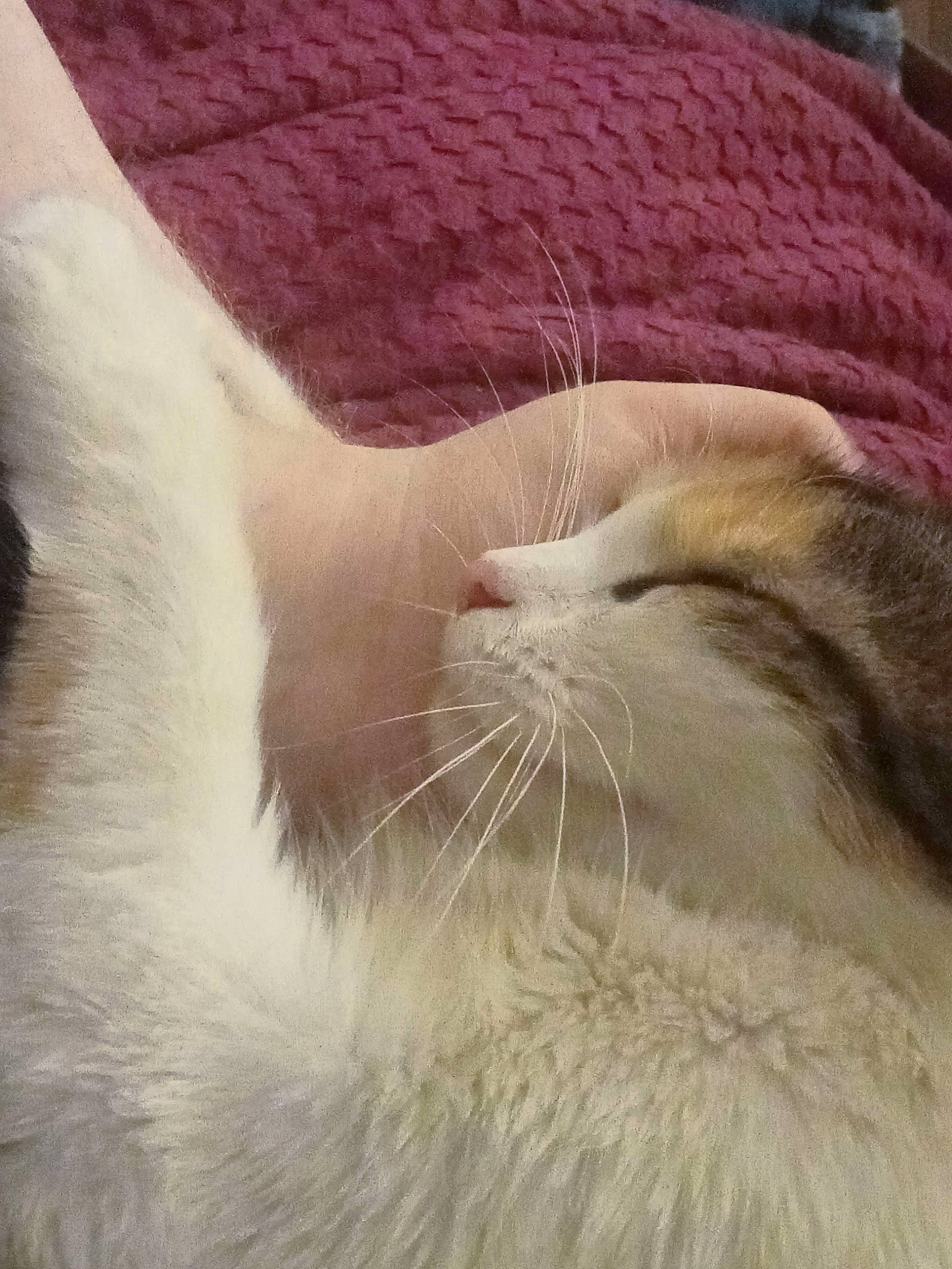 Muffin is registered to the contest to win money with this photo: carnivore, cat, claw, close_up, comfort, domestic_short_haired_cat, eye, fawn, felidae, fur, human_leg, linens, nap, paw, small_to_medium_sized_cats, snout, tail, terrestrial_animal, vertebrate, whiskers