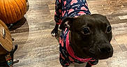 Cookie joined the competition — help win amazing prizes! dog, black_dog, pet, animal, wearing_clothes, dog_outfit, pink, navy, indoors, wood_floor, halloween, pumpkins, costume, standing, looking_at_camera, wide_eyes, short_hair, collar, home, floor