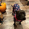 dog, black_dog, pet, animal, wearing_clothes, dog_outfit, pink, navy, indoors, wood_floor, halloween, pumpkins, costume, standing, looking_at_camera, wide_eyes, short_hair, collar, home, floor