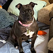 Cookie joined the competition — help win amazing prizes! dog, black_dog, pet, sitting, portrait, indoors, couch, blanket, pillows, pink_collar, dog_tag, orange_toy, living_room, furniture, textile, front_facing, alert, short_hair, white_chest, animal