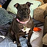 dog, black_dog, pet, sitting, portrait, indoors, couch, blanket, pillows, pink_collar, dog_tag, orange_toy, living_room, furniture, textile, front_facing, alert, short_hair, white_chest, animal