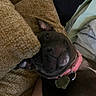 Cookie joined the competition — help win amazing prizes! dog, black_dog, sleeping, pet, canine, collar, pink_collar, indoors, couch, sofa, cushions, blanket, home, nap, resting, close_up, portrait, floppy_ears, tags, cozy
