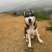 Bam-Diesel is registered to the contest to win money with this photo: dog, husky, sunglasses, outdoor, smiling, happy, nature, trail, dirt, animal, pet, canine, sitting, sunny, blurred_background, adventure, funny, cool, portrait, daytime