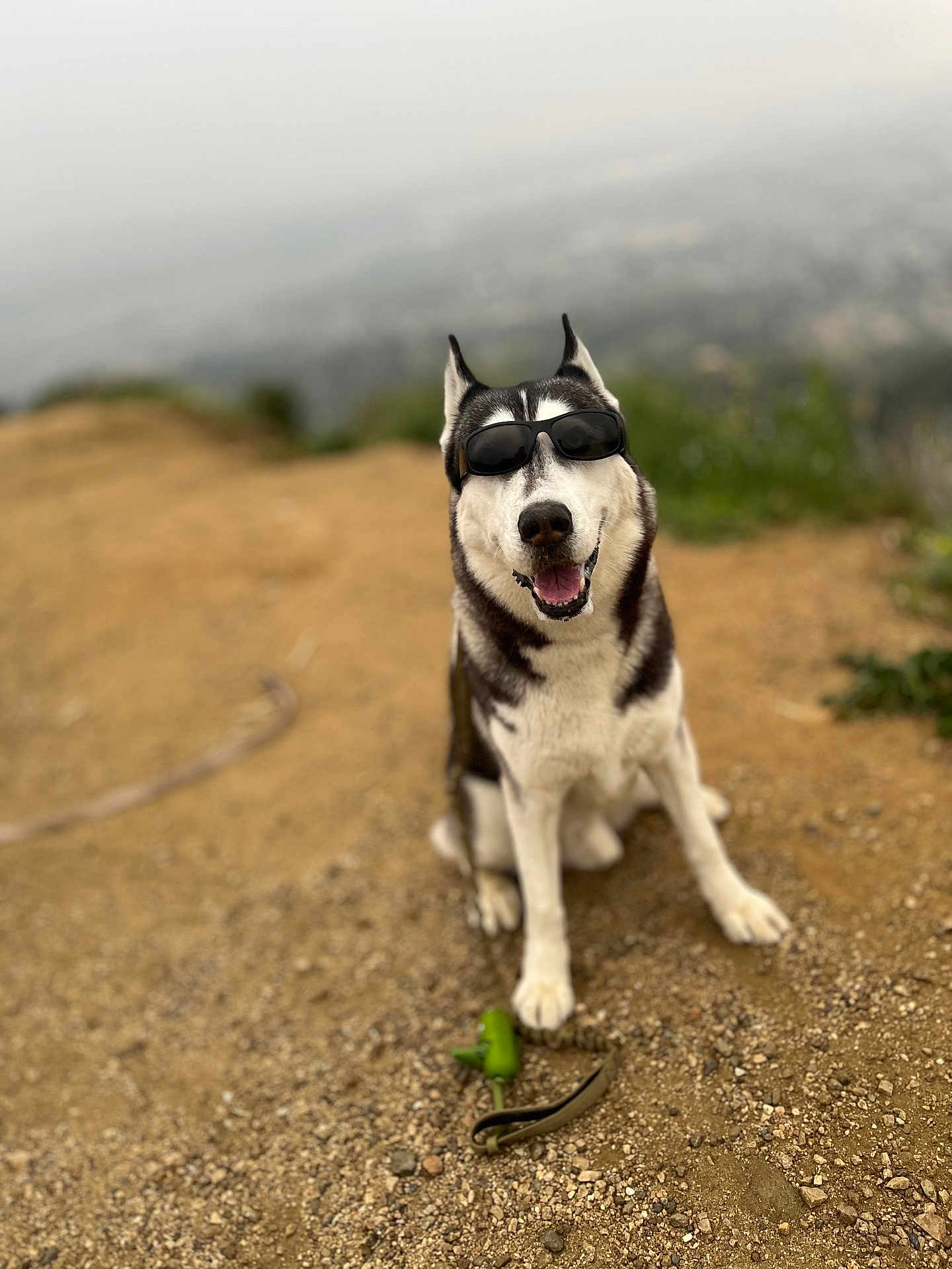 Bam-Diesel is registered to the contest to win money with this photo: dog, husky, sunglasses, outdoor, smiling, happy, nature, trail, dirt, animal, pet, canine, sitting, sunny, blurred_background, adventure, funny, cool, portrait, daytime