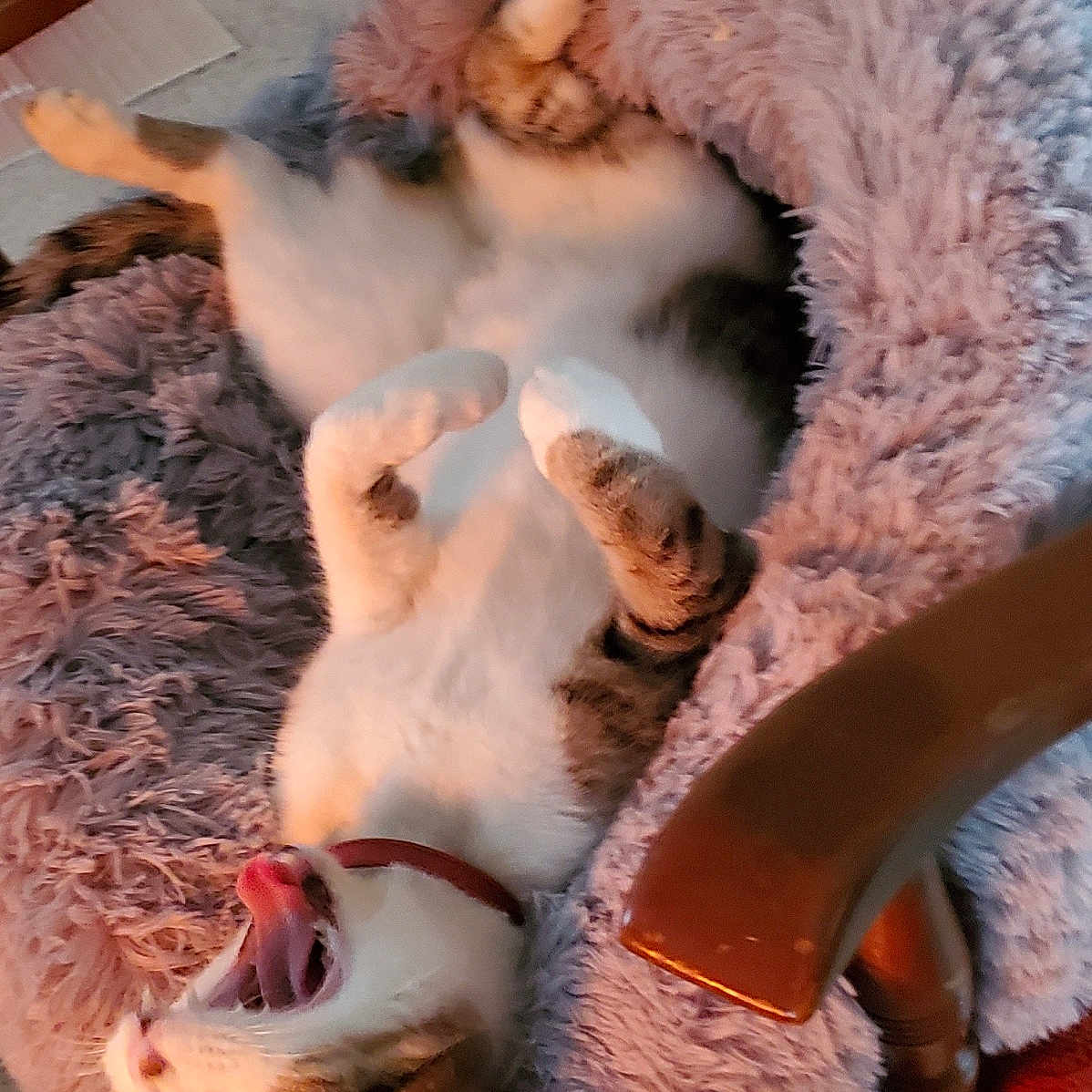 Bernie joined the competition — help win amazing prizes! cat, pet, feline, yawning, fluffy_bed, chair, relaxed, indoor, fur, white_and_brown, animal, cute, sleeping_position, cozy, home, domestic_cat, collar, paw, resting, comfy