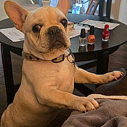 Toby joined the competition — help win amazing prizes! blanket, bottle, collar, dog, domestic, ears, eyes, face, french_bulldog, fur, furniture, home, indoor, nail_polish, nose, papers, paw, pet, table, wood_floor