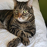 River is registered to the contest to win money with this photo: cat, tabby_cat, pet, indoor, bed, pillow, blanket, green_eyes, whiskers, paws_crossed, stripes, fur, closeup, portrait, relaxed, feline, headboard, cozy, domestic_cat, animal