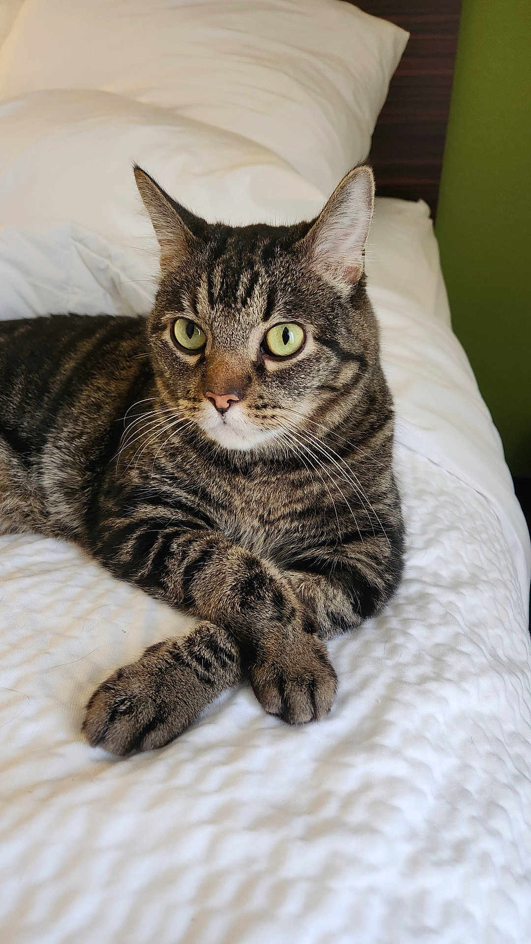 River is registered to the contest to win money with this photo: cat, tabby_cat, pet, indoor, bed, pillow, blanket, green_eyes, whiskers, paws_crossed, stripes, fur, closeup, portrait, relaxed, feline, headboard, cozy, domestic_cat, animal