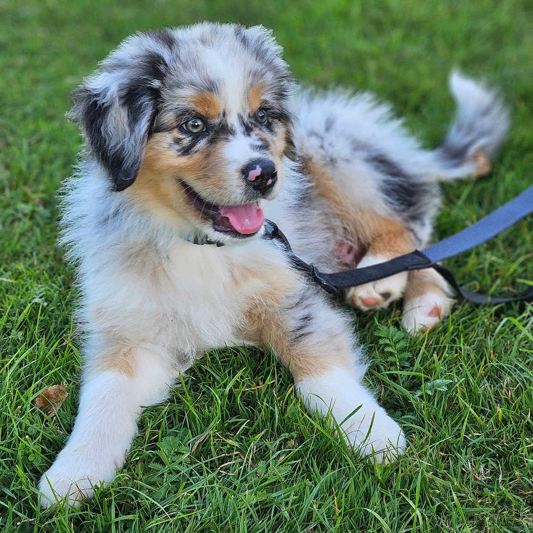 Cookie participe au concours pour gagner de l'argent avec cette photo : adorable, animal, canine, cute, dog, fluffy, fur, grass, greenery, happy, leash, nature, outdoor, pet, playful, puppy, sitting, summer, tongue_out, young