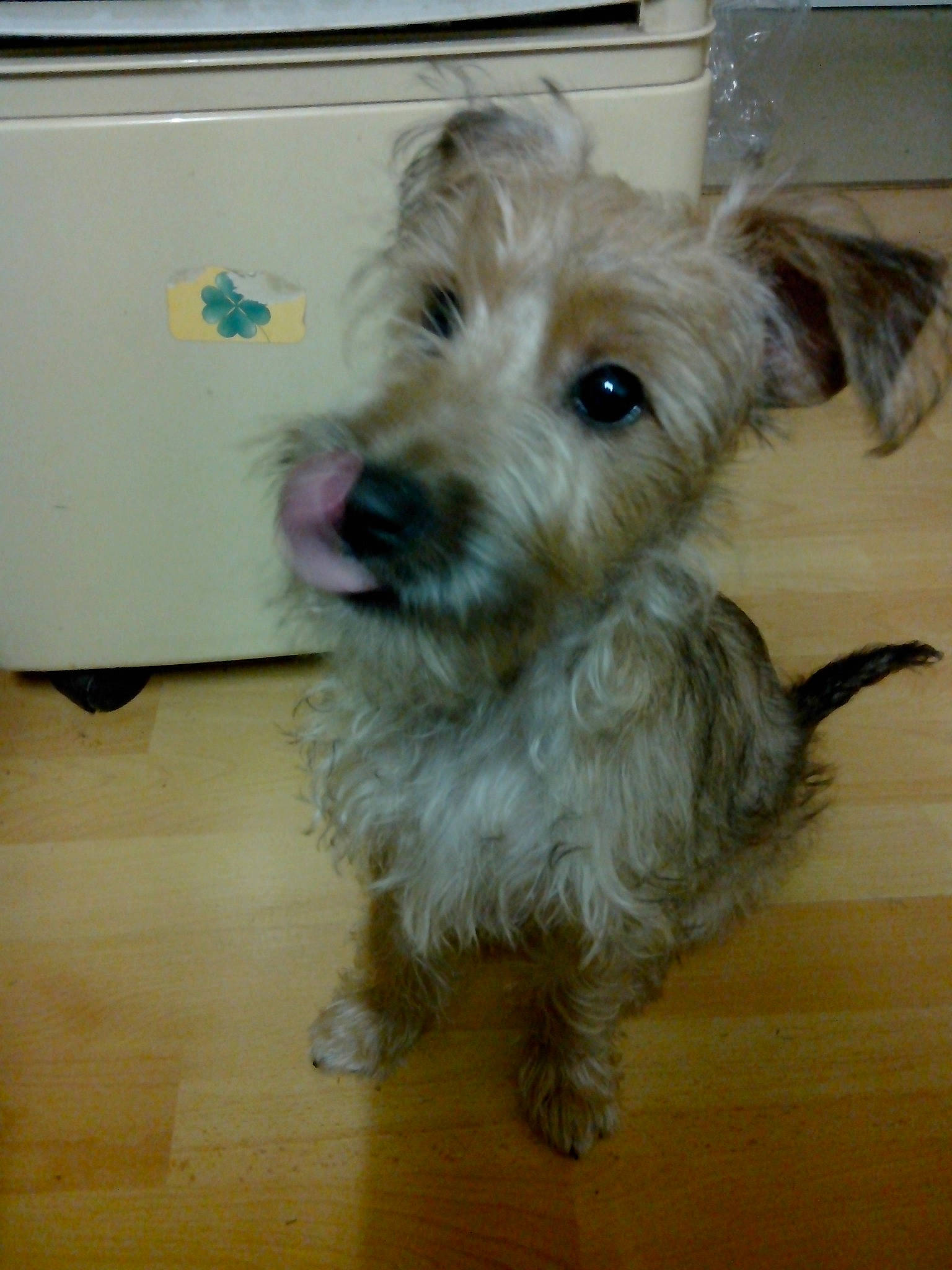 Iska participe au concours pour gagner de l'argent avec cette photo : cairn_terrier, canidae, carnivore, companion_dog, dog, dog_breed, dutch_smoushond, glen_of_imaal_terrier, irish_soft_coated_wheaten_terrier, mammal, norfolk_terrier, poodle_crossbreed, rare_breed_dog, schnoodle, small_terrier, snout, sporting_group, sporting_lucas_terrier, terrier, vertebrate