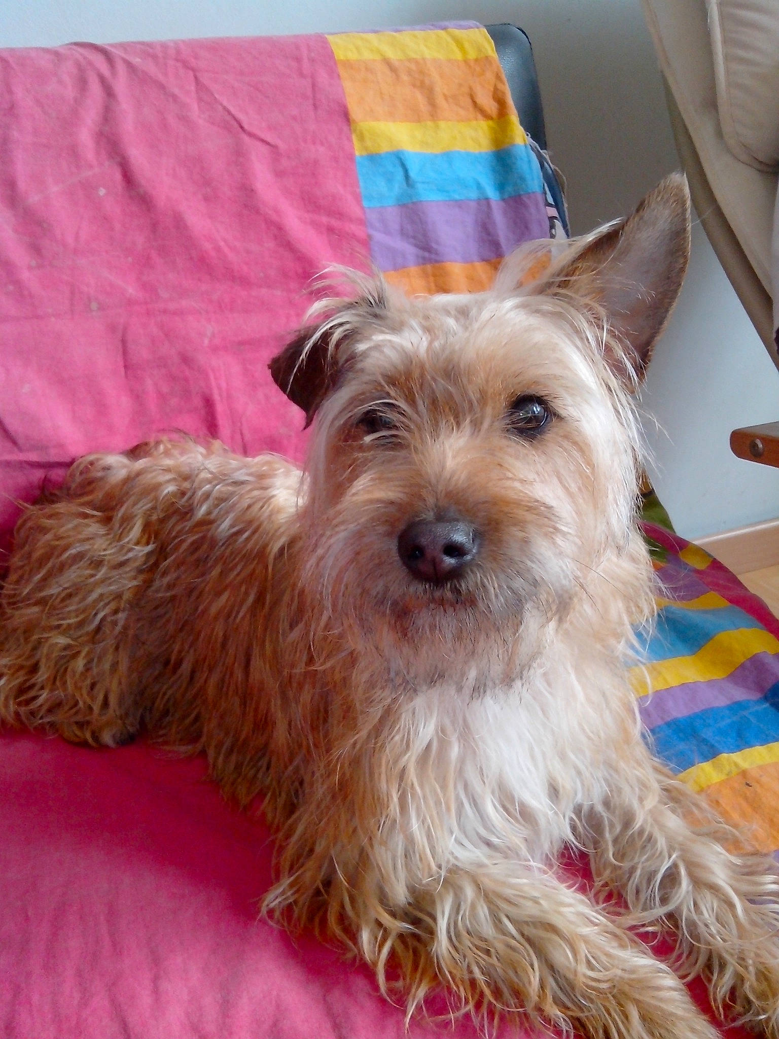 Iska a rejoint le concours — aidez-le/la à gagner de superbes lots ! australian_silky_terrier, australian_terrier, biewer_terrier, cairn_terrier, canidae, carnivore, companion_dog, dog, dog_breed, dutch_smoushond, glen_of_imaal_terrier, mammal, norfolk_terrier, norwich_terrier, rare_breed_dog, small_terrier, sporting_lucas_terrier, terrier, vertebrate, yorkshire_terrier