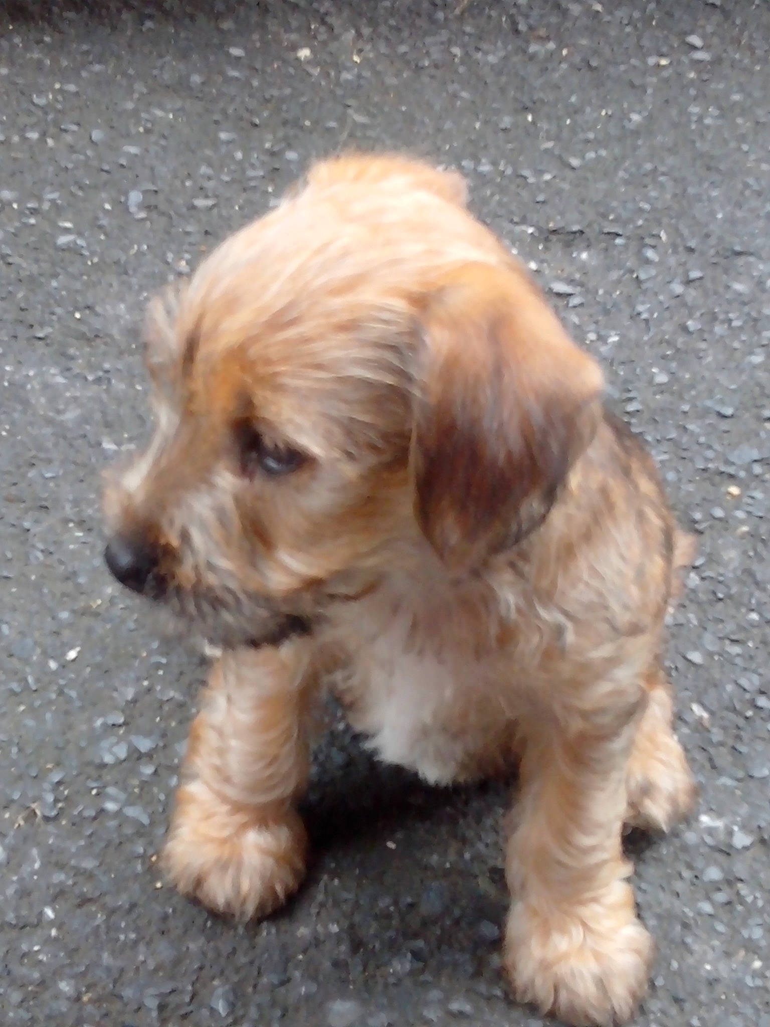 Iska a rejoint le concours — aidez-le/la à gagner de superbes lots ! basset_fauve_de_bretagne, canidae, carnivore, cavapoo, cockapoo, cocker_spaniel, companion_dog, dog, dog_breed, dutch_smoushond, mammal, norfolk_terrier, poodle_crossbreed, puppy, rare_breed_dog, schnoodle, spaniel, sporting_group, sporting_lucas_terrier, vertebrate