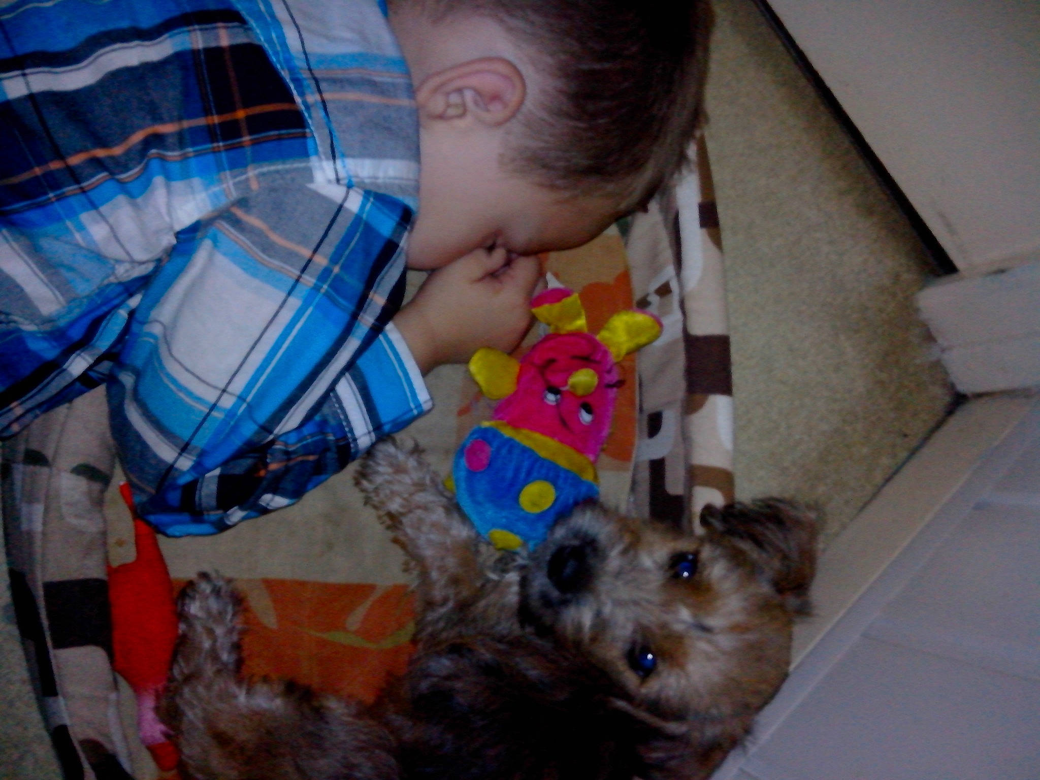 Iska a rejoint le concours — aidez-le/la à gagner de superbes lots ! australian_terrier, cairn_terrier, canidae, carnivore, companion_dog, dog, dog_breed, mammal, morkie, puppy, schnoodle, small_terrier, terrier, toy_dog, yorkshire_terrier