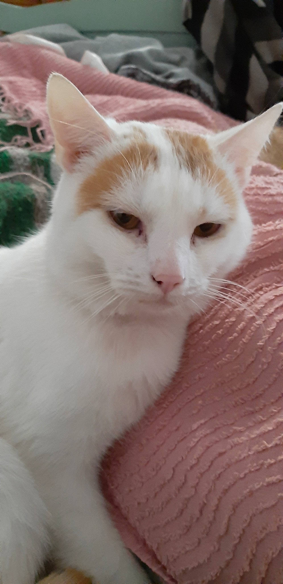 Nougat a rejoint le concours — aidez-le/la à gagner de superbes lots ! aegean_cat, american_wirehair, arabian_mau, asian, burmilla, carnivore, cat, colorpoint_shorthair, domestic_short_haired_cat, eye, felidae, javanese, khao_manee, kitten, mammal, small_to_medium_sized_cats, turkish_angora, turkish_van, vertebrate, whiskers