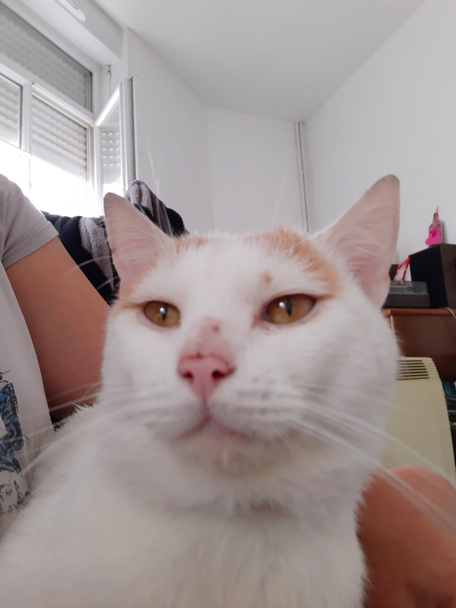 Nougat a rejoint le concours — aidez-le/la à gagner de superbes lots ! aegean_cat, burmilla, carnivore, cat, colorpoint_shorthair, domestic_short_haired_cat, ear, eye, felidae, fur, head, japanese_bobtail, khao_manee, mammal, nose, small_to_medium_sized_cats, turkish_angora, turkish_van, whiskers, white